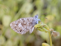 Theclinesthes serpentata