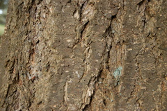 Pseudotsuga menziesii
