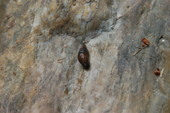 Arion