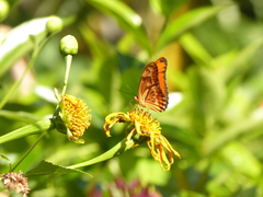 Dryas iulia martinica