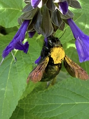 Neoxylocopa
