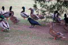 Corvus brachyrhynchos