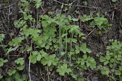 Chelidonium majus
