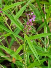 Polygalaceae