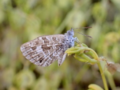 Theclinesthes serpentata