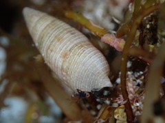 Cerithium nesioticum