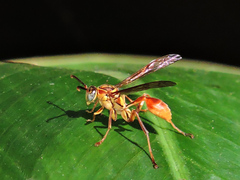 Mischocyttarus angulatus
