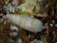Cerithium nesioticum