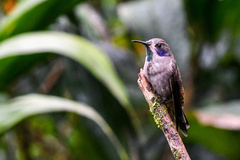 Colibri delphinae