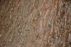 Tsuga heterophylla