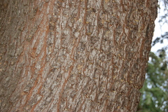 Tsuga heterophylla