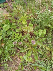Lamium purpureum
