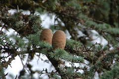 Cedrus deodara
