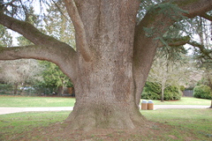 Cedrus deodara