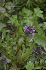 Lamium purpureum