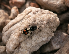 Hoplomutilla