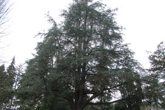 Cedrus deodara
