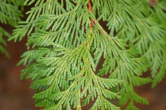 Thuja plicata