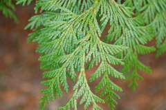 Thuja plicata