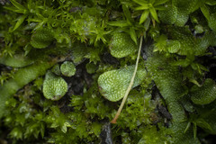 Targionia hypophylla