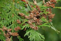 Thuja plicata