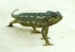 Chamaeleo chamaeleon