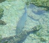 Acanthuridae