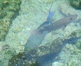 Acanthuridae