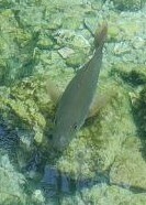 Acanthuridae