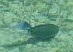 Acanthuridae