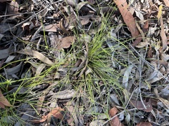 Cyperus gracilis