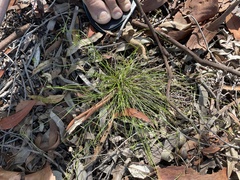 Cyperus gracilis