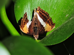 Doxocopa laure laure