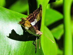 Doxocopa laure laure