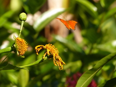 Dryas iulia martinica