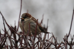 Passer domesticus
