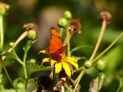 Dryas iulia martinica
