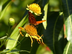 Dryas iulia martinica