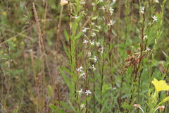 Silene tatarica