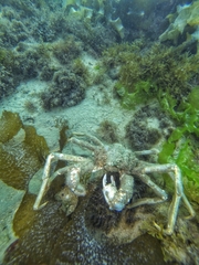 Eurypodius longirostris