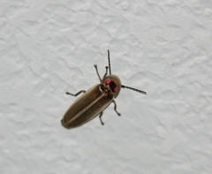 Photinus