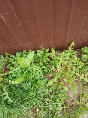 Capsella bursa-pastoris