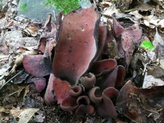 Wynnea americana