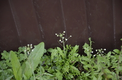 Capsella bursa-pastoris