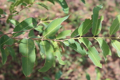 Terminalia engleri
