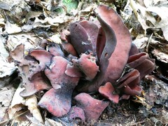 Wynnea americana