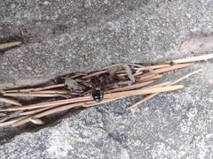 Solenopsis saevissima