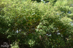 Sorbus sitchensis