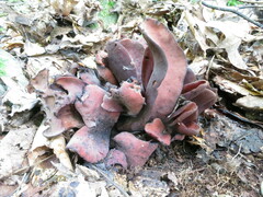 Wynnea americana