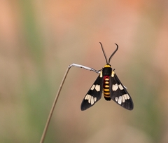 Eurata sericaria